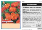 Picture of ROSE ORANGE (UNNAMED VARIETY) (FL)                                                                                                                    
