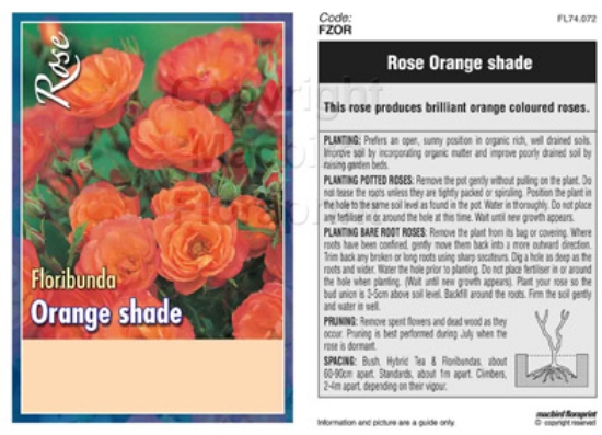 Picture of ROSE ORANGE (UNNAMED VARIETY) (FL)                                                                                                                    