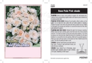 Picture of ROSE PALE PINK SHADE (UNNAMED VARIETY) (FL)                                                                                                           