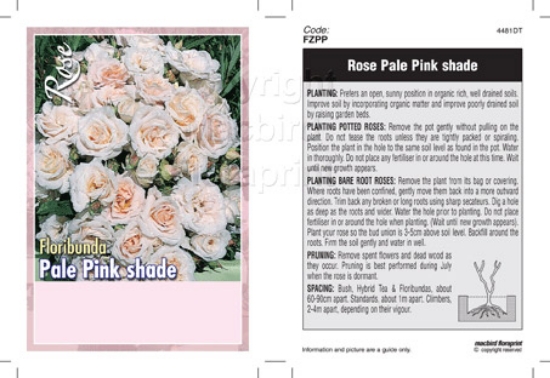 Picture of ROSE PALE PINK SHADE (UNNAMED VARIETY) (FL)                                                                                                           