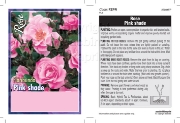 Picture of ROSE PINK (UNNAMED VARIETY) (FL)                                                                                                                      
