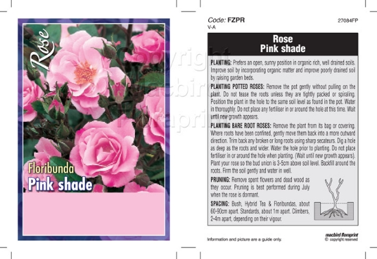 Picture of ROSE PINK (UNNAMED VARIETY) (FL)                                                                                                                      