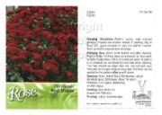 Picture of ROSE RED (UNNAMED VARIETY) (FL)                                                                                                                       