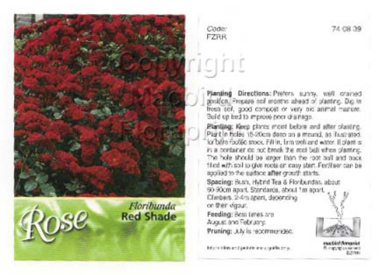 Picture of ROSE RED (UNNAMED VARIETY) (FL)                                                                                                                       