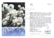 Picture of ROSE WHITE (UNNAMED VARIETY) (FL)                                                                                                                     