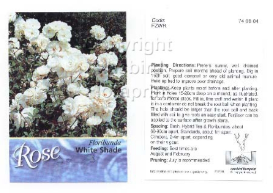 Picture of ROSE WHITE (UNNAMED VARIETY) (FL)                                                                                                                     