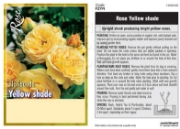 Picture of ROSE YELLOW (UNNAMED VARIETY) (FL)                                                                                                                    