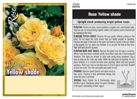 Picture of ROSE YELLOW (UNNAMED VARIETY) (FL)                                                                                                                    