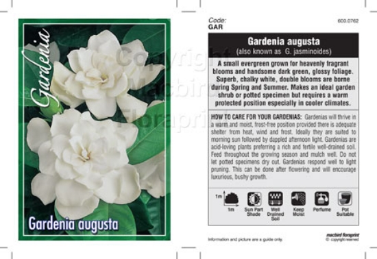 Picture of GARDENIA AUGUSTA                                                                                                                                      