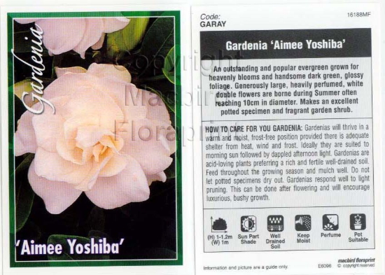 Picture of GARDENIA AIMEE YOSHIBA                                                                                                                                