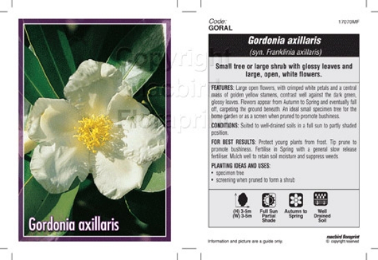 Picture of GORDONIA AXILLARIS                                                                                                                                    