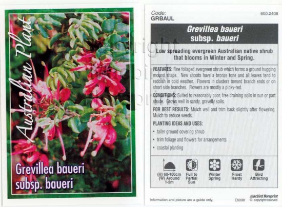 Picture of GREVILLEA BAUERI SUBSPECIES BAUERI                                                                                                                    