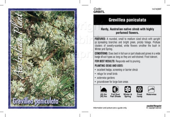 Picture of GREVILLEA PANICULATA                                                                                                                                  