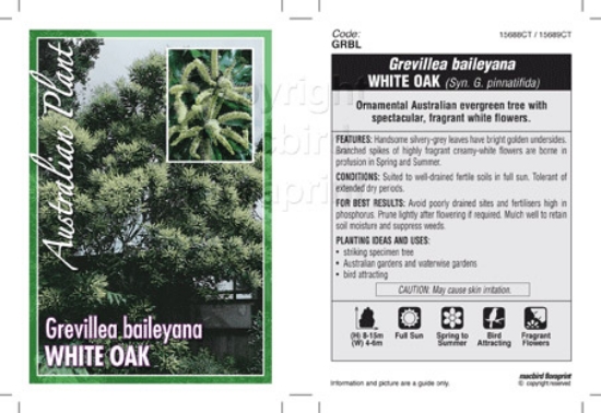 Picture of GREVILLEA BAILEYANA WHITE OAK                                                                                                                         