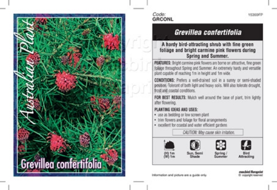 Picture of GREVILLEA CONFERTIFOLIA                                                                                                                               