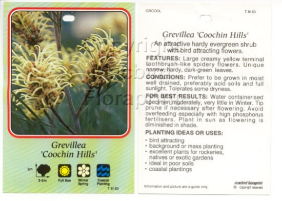 Picture of GREVILLEA COOCHIN HILLS                                                                                                                               