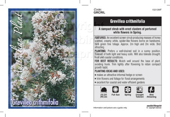 Picture of GREVILLEA CRITHMIFOLIA                                                                                                                                