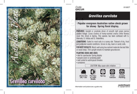Picture of GREVILLEA CURVILOBA                                                                                                                                   
