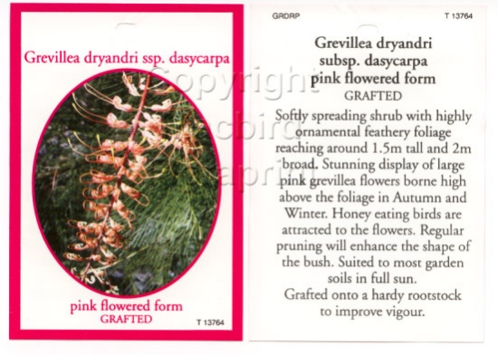 Picture of GREVILLEA DRYANDRI WATERMELON FORM GRAFTED                                                                                                            