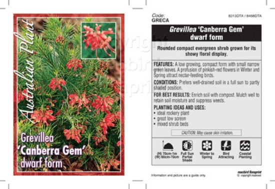 Picture of GREVILLEA CANBERRA GEM DWARF FORM                                                                                                                     