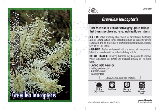 Picture of GREVILLEA LEUCOPTERIS                                                                                                                                 