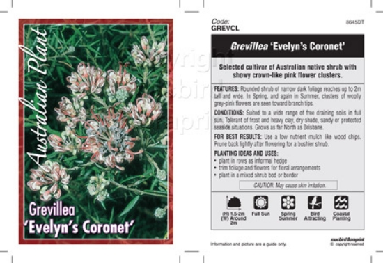 Picture of GREVILLEA EVELYNS CORONET                                                                                                                             