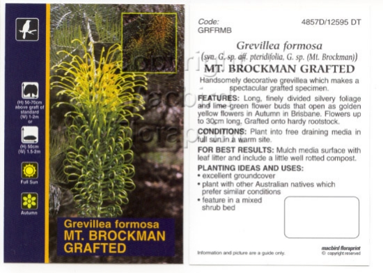 Picture of GREVILLEA FORMOSA MT BROCKMAN GRAFTED                                                                                                                 
