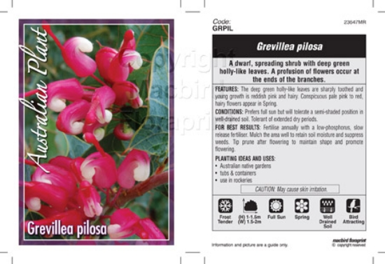 Picture of GREVILLEA PILOSA                                                                                                                                      