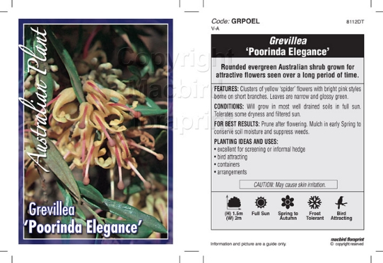 Picture of GREVILLEA POORINDA ELEGANCE                                                                                                                           