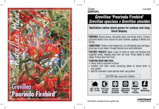 Picture of GREVILLEA POORINDA FIREBIRD                                                                                                                           