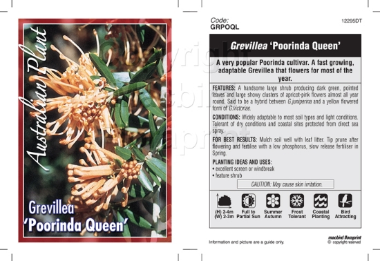 Picture of GREVILLEA POORINDA QUEEN                                                                                                                              