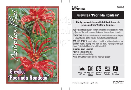 Picture of GREVILLEA POORINDA RONDEAU                                                                                                                            