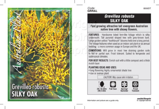 Picture of GREVILLEA ROBUSTA SILKY OAK                                                                                                                           