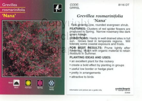 Picture of GREVILLEA ROSMARINIFOLIA NANA                                                                                                                         