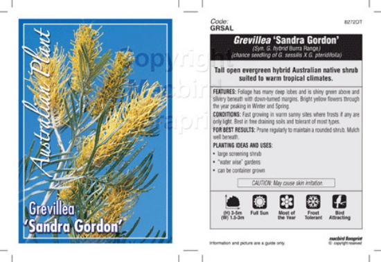 Picture of GREVILLEA SANDRA GORDON (SYN G. BURRA RANGE)                                                                                                          