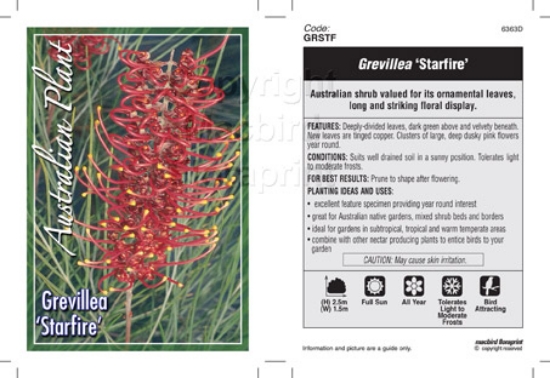 Picture of GREVILLEA STARFIRE                                                                                                                                    