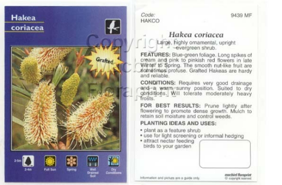 Picture of HAKEA CORIACEA GRAFTED                                                                                                                                