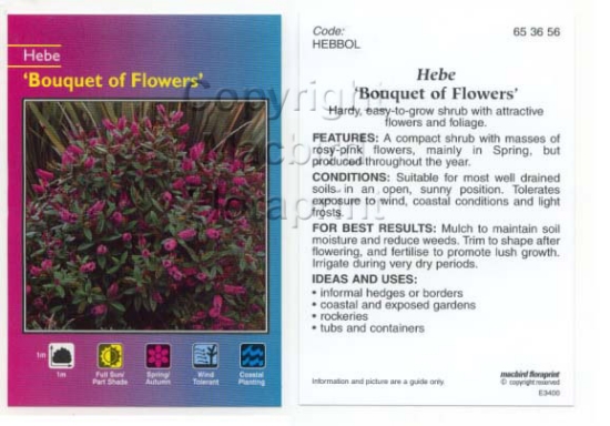 Picture of HEBE BOUQUET OF FLOWERS                                                                                                                               