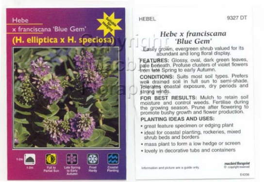 Picture of HEBE FRANCISCANA BLUE GEM                                                                                                                             