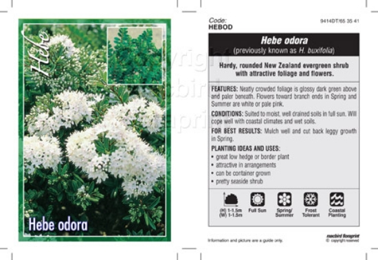 Picture of HEBE ODORA SYN BUXIFOLIA                                                                                                                              