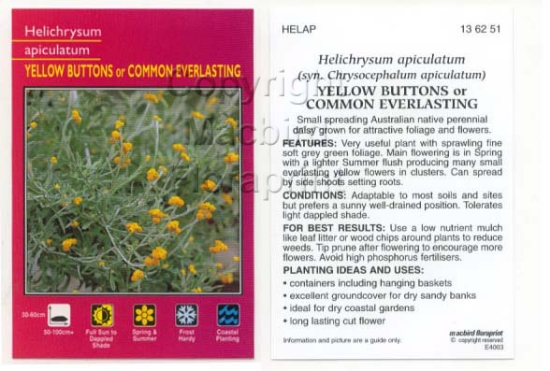 Picture of HELICHRYSUM APICULATUM                                                                                                                                