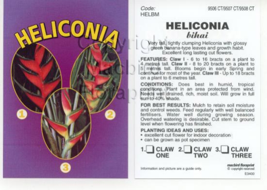 Picture of HOUSEPLANT HELICONIA BIHAI CLAW VARIETIES                                                                                                             