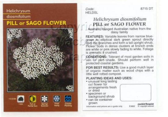 Picture of HELICHRYSUM DIOSMIFOLIUM SAGO FLOWER                                                                                                                  