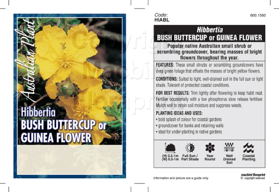Picture of HIBBERTIA BUSH BUTTERCUP                                                                                                                              