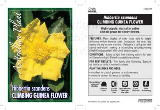 Picture of HIBBERTIA SCANDENS CLIMBING GUINEA FLOWER                                                                                                             
