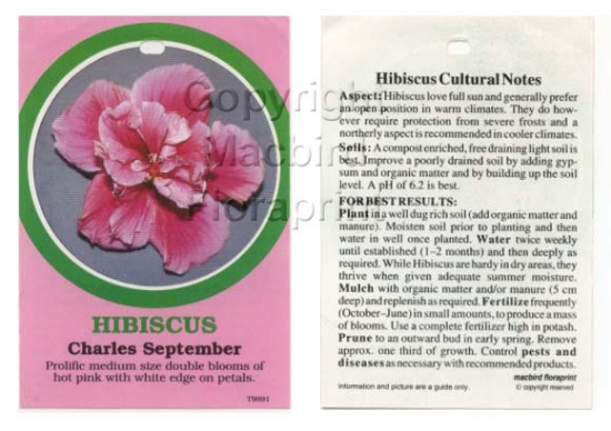 Picture of HIBISCUS CHARLES SEPTEMBER                                                                                                                            