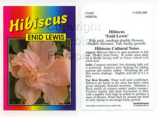 Picture of HIBISCUS ENID LEWIS                                                                                                                                   