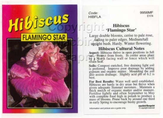 Picture of HIBISCUS FLAMINGO STAR                                                                                                                                