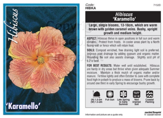Picture of HIBISCUS KARAMELLO                                                                                                                                    
