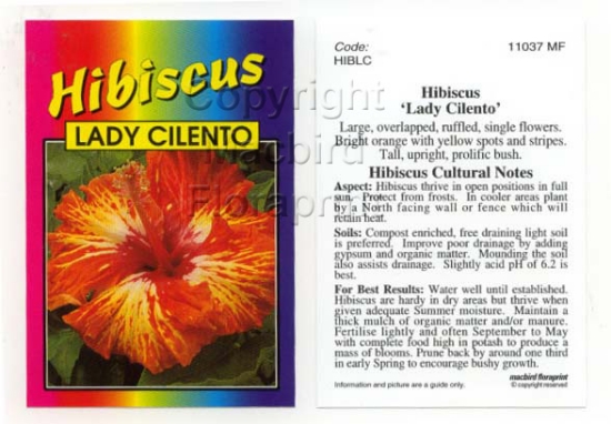 Picture of HIBISCUS LADY CILENTO                                                                                                                                 